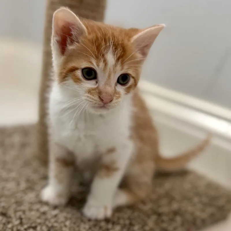 Stroopwafel thumbnail 4