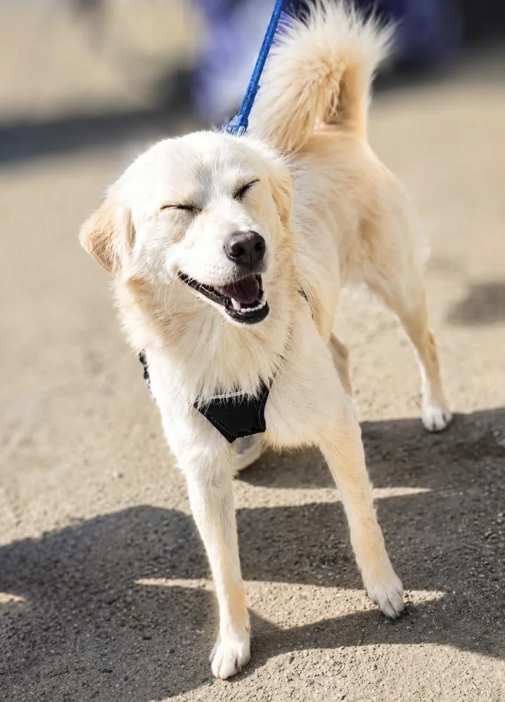 A young small-sized male Terrier dog named Chance for adoption in Escondido, CA