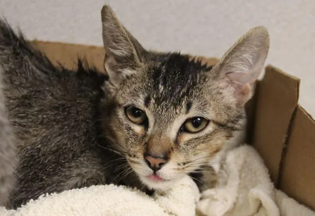 A baby small-sized male Domestic Short Hair cat named Tex for adoption in Tucson, AZ