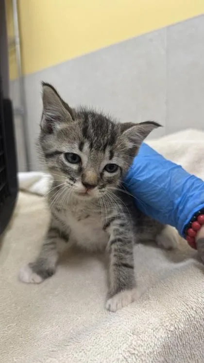 A baby small-sized male Domestic Short Hair cat named Nick for adoption in Honolulu, HI