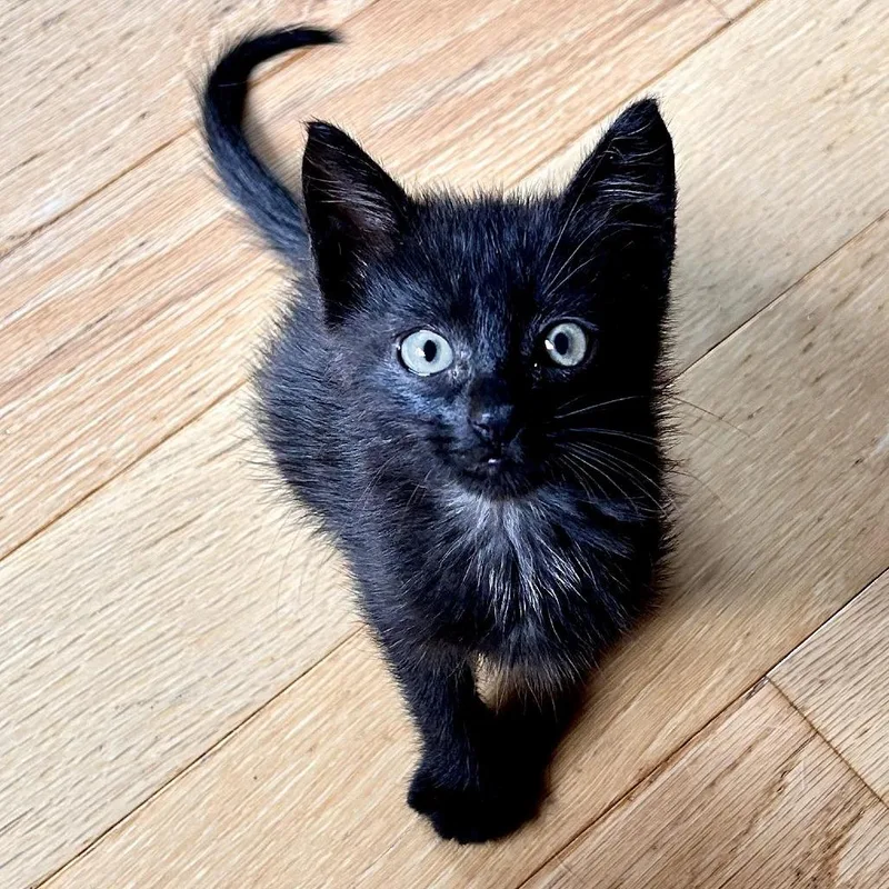 A baby small-sized male Black Domestic Short Hair cat named Arnold Located in for adoption in Alexandria, VA