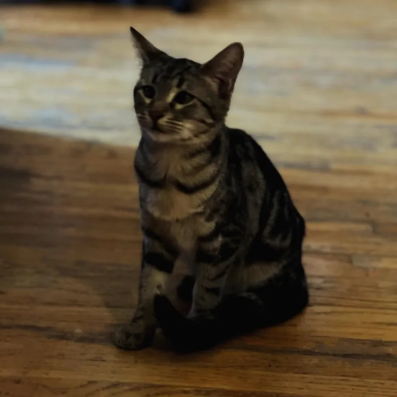 Chill Tabby Girl thumbnail 2