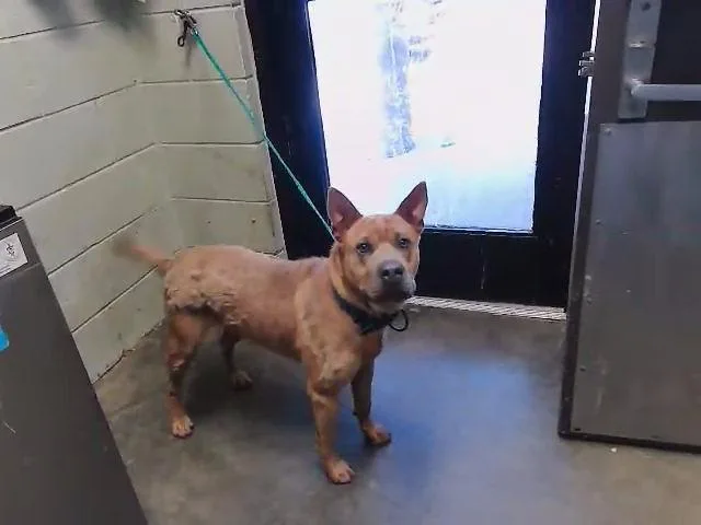 A young large-sized male Chow Chow dog named Tabasco for adoption in Tulsa, OK