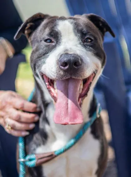 An adult large-sized male Mixed Breed dog named Nas for adoption in Chamblee, GA