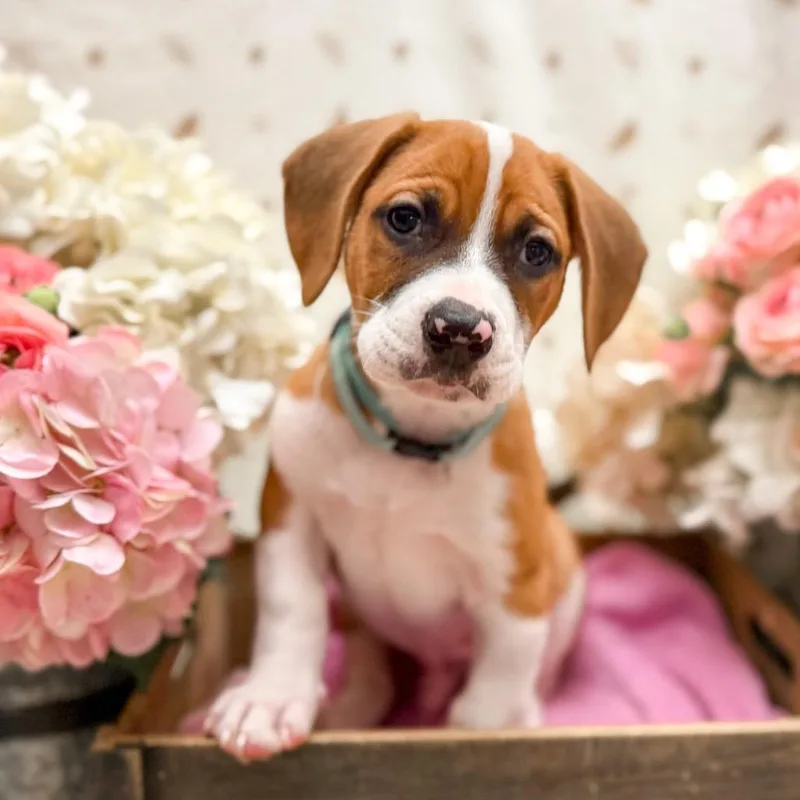 A baby medium-sized male Apricot / Beige Hound dog named Chad for adoption in Newberg, OR