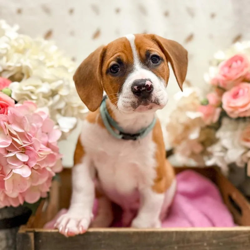 Chad thumbnail 2