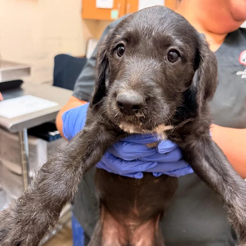 A baby small-sized male Black Pit Bull Terrier dog named Peter for adoption in Birmingham, AL