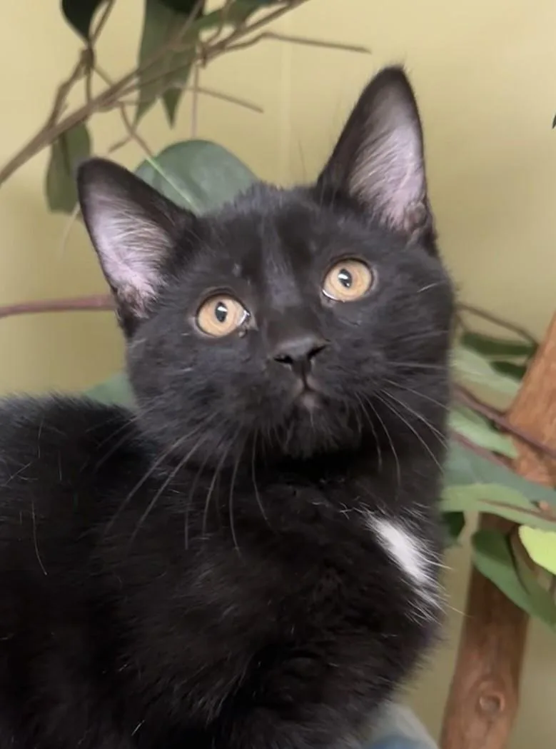 An adult medium-sized female Black & White / Tuxedo Domestic Short Hair cat named Apple Fritter for adoption in Hastings, NE