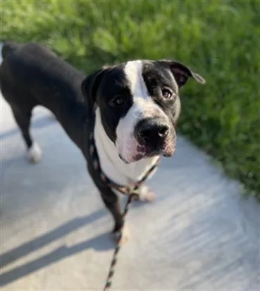 A young large-sized male Mixed Breed dog named Roscoe for adoption in Jacksonville, FL