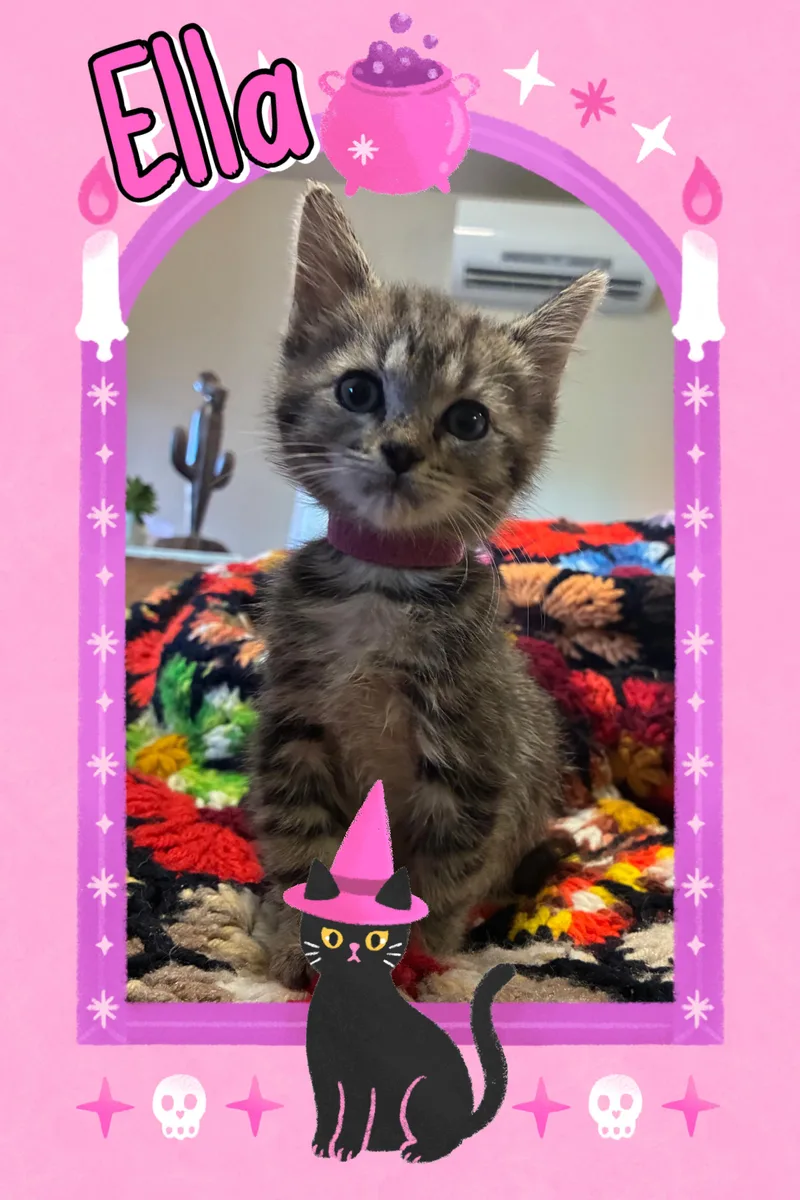 A baby medium-sized female Tabby (Gray / Blue / Silver) Tabby cat named Ella for adoption in Pasco, WA