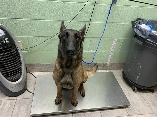 An adult large-sized male Belgian Shepherd / Malinois dog named Major for adoption in Grand Prairie, TX
