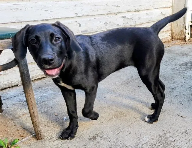 A baby medium-sized female Black Labrador Retriever dog named Beyonce for adoption in Monticello, MN