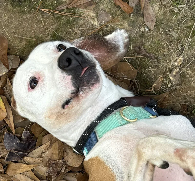 An adult medium-sized male American Bully dog named Joxer for adoption in Laurel, MS