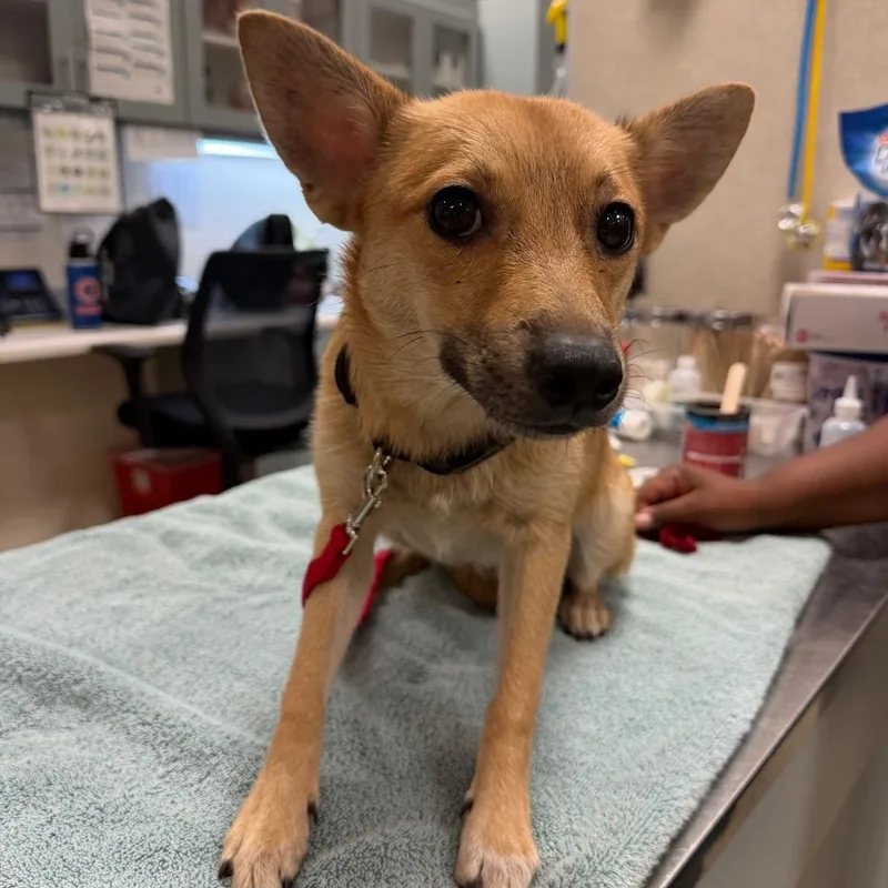 An adult small-sized male Yellow / Tan / Blond / Fawn Mixed Breed dog named Chard for adoption in Jacksonville, FL
