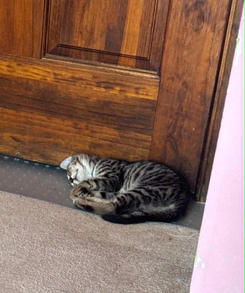 A baby small-sized male Domestic Short Hair cat named Colt Boy for adoption in Gorham, ME