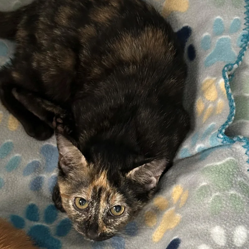 A baby small-sized female Tabby (Brown / Chocolate) Domestic Short Hair cat named Athena for adoption in Margate, FL