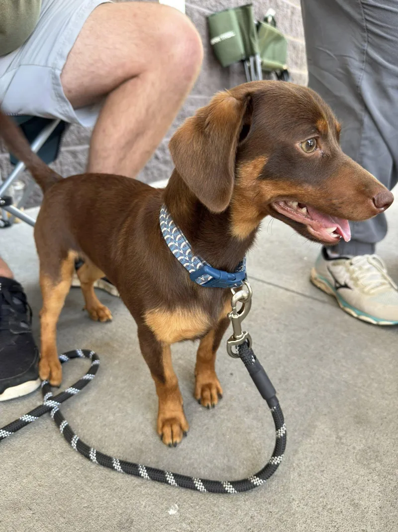 Oscar