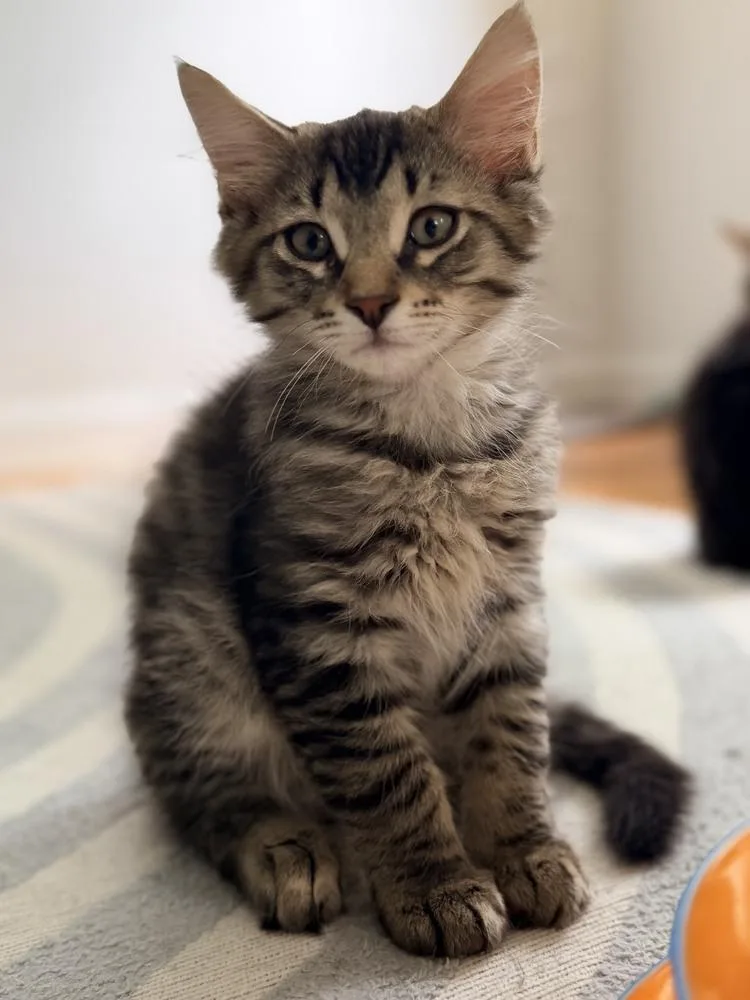A baby small-sized male Gray / Blue / Silver Domestic Medium Hair cat named Cyrus for adoption in Duxbury, MA