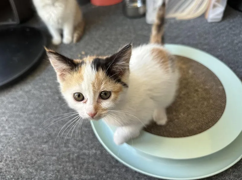 A baby small-sized female Orange & White Domestic Short Hair cat named Chyna for adoption in Lancaster, CA