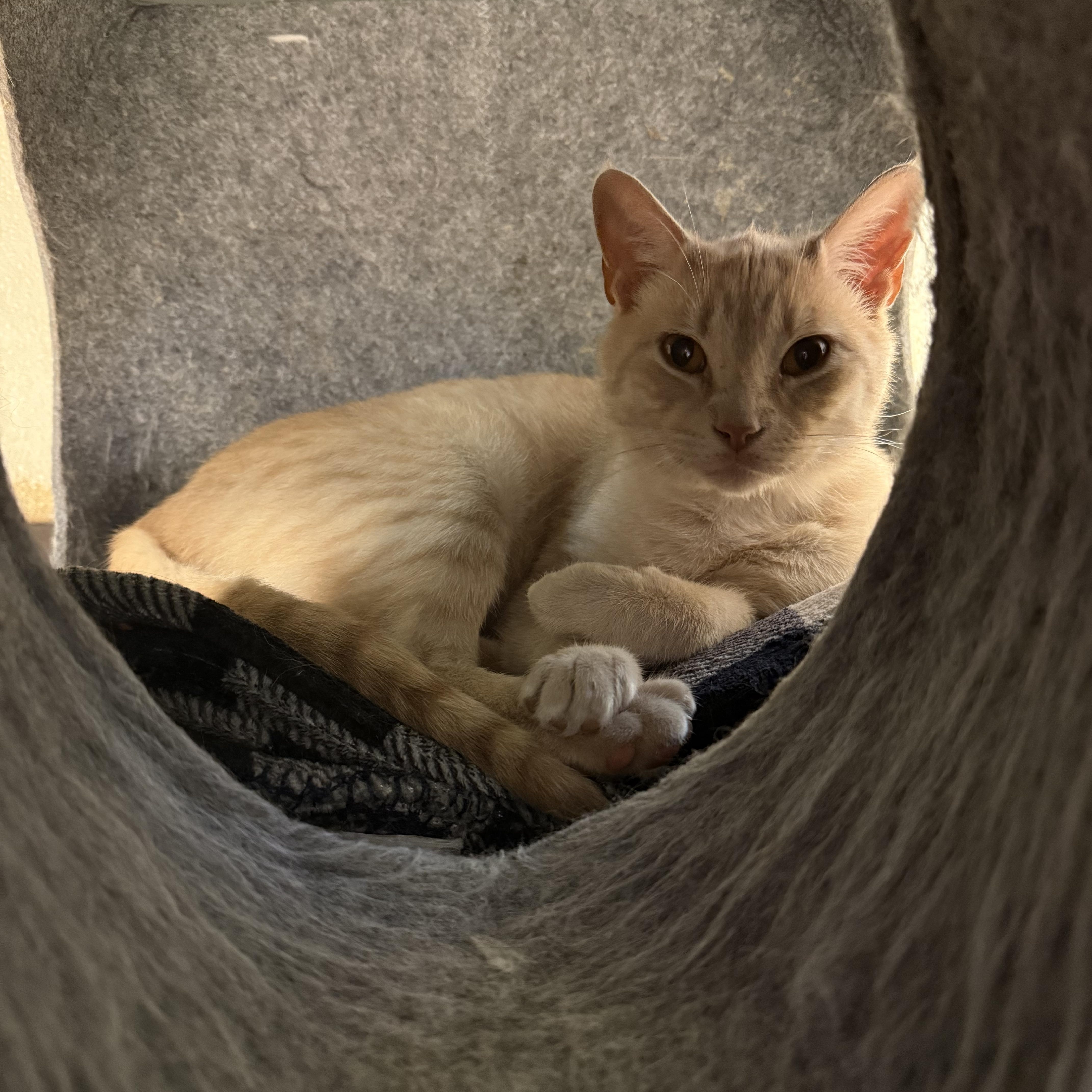 Nectarine thumbnail 2