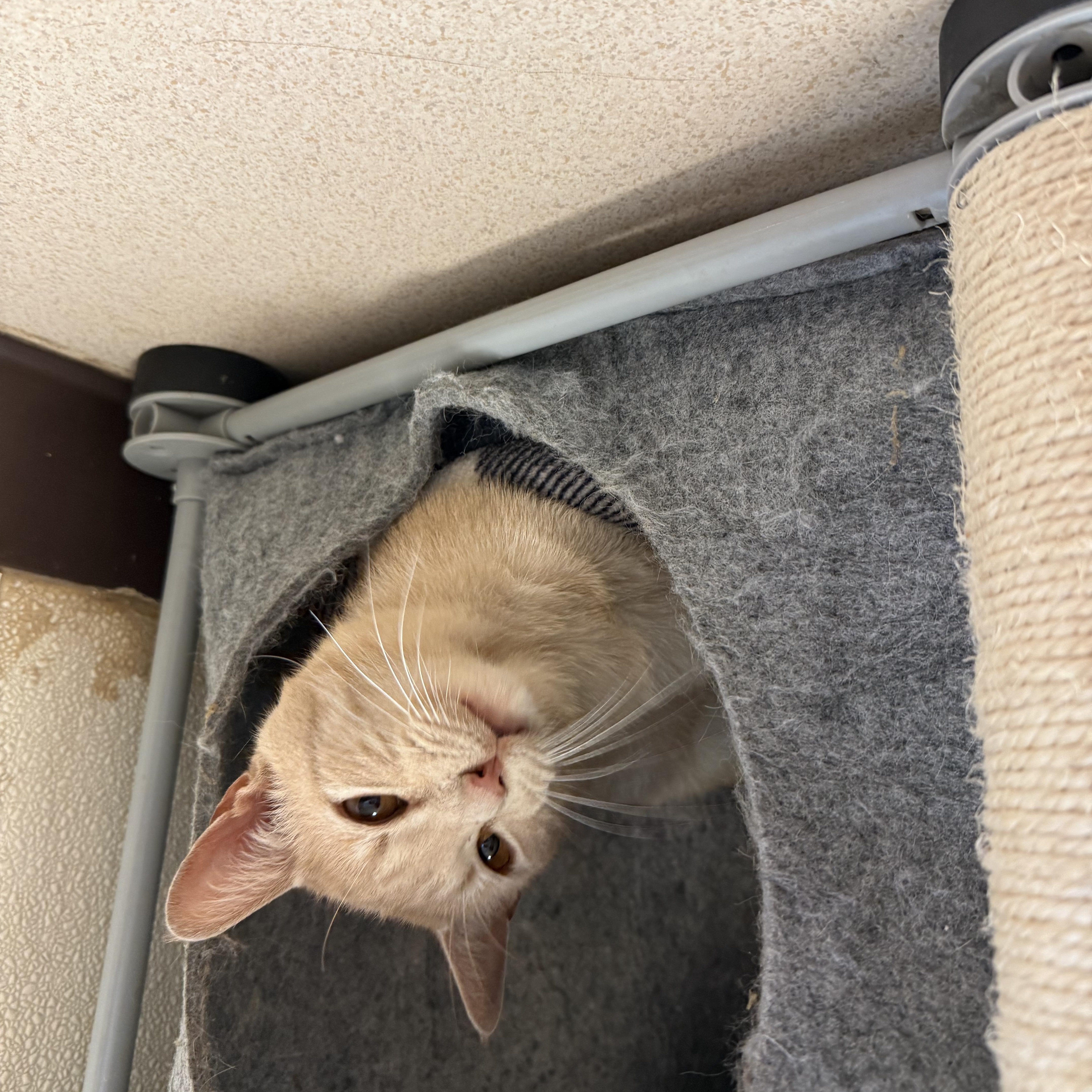 Nectarine thumbnail 3