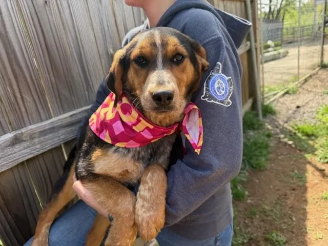 Dove Oiseau thumbnail 2