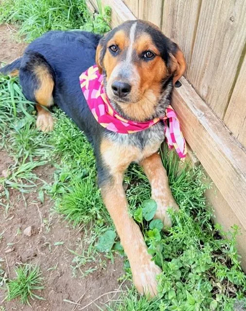 Dove Oiseau thumbnail 3