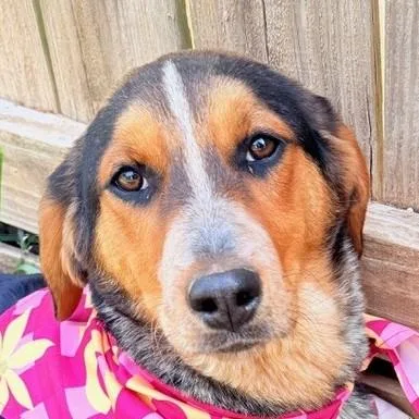 A baby medium-sized female Yellow / Tan / Blond / Fawn Airedale Terrier dog named Dove Oiseau for adoption in Andover, MA