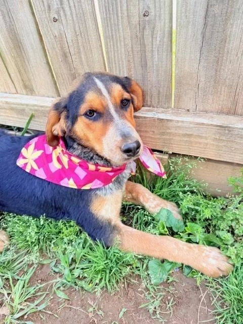 Dove Oiseau thumbnail 5