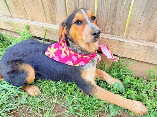 Dove Oiseau thumbnail 6