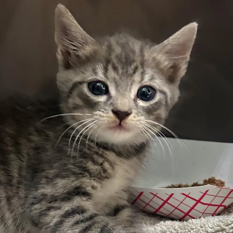 A baby small-sized male Gray / Blue / Silver Domestic Short Hair cat named Nitro for adoption in Troy, VA