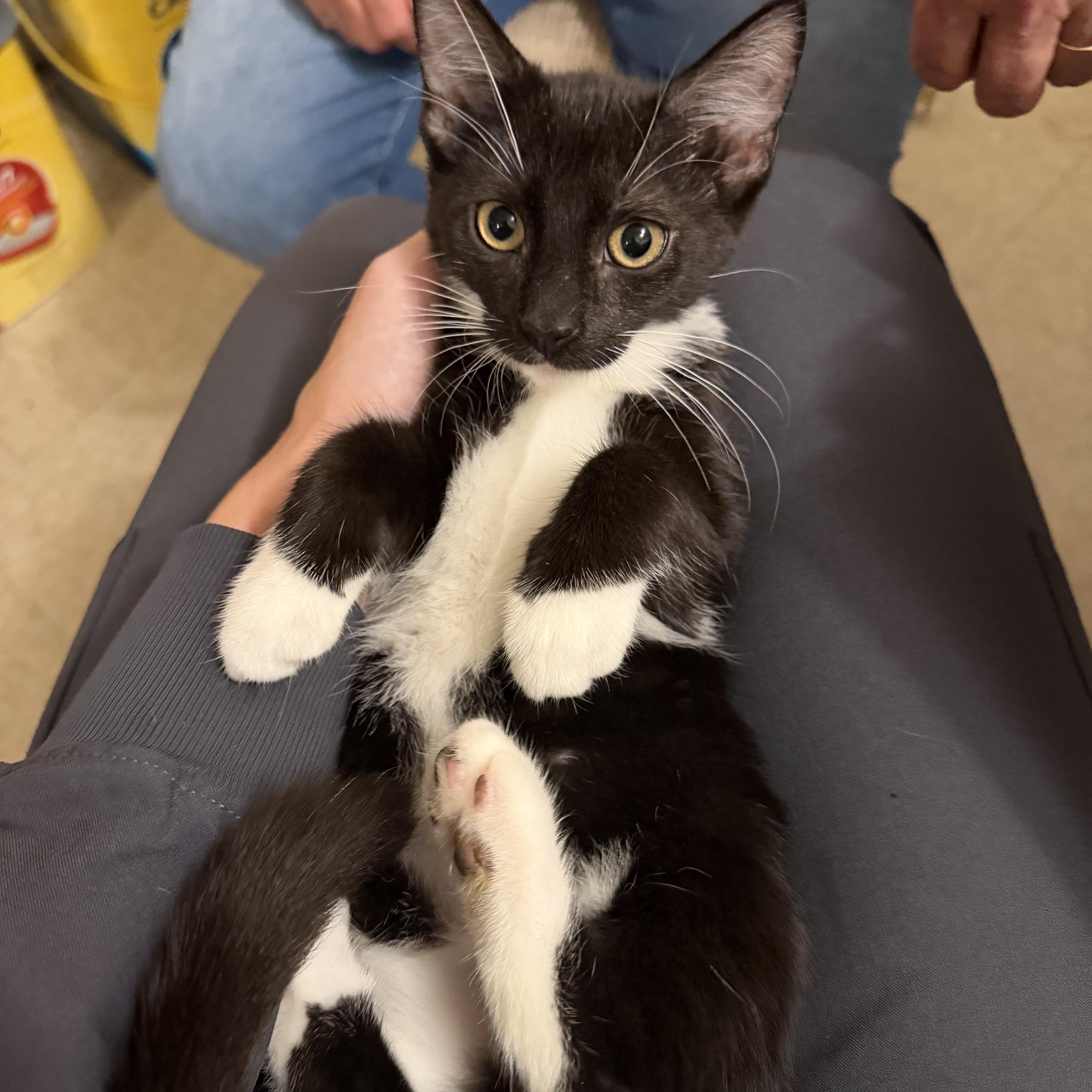 A baby small-sized female Black & White / Tuxedo Domestic Short Hair cat named Hermione for adoption in Lindenhurst, NY