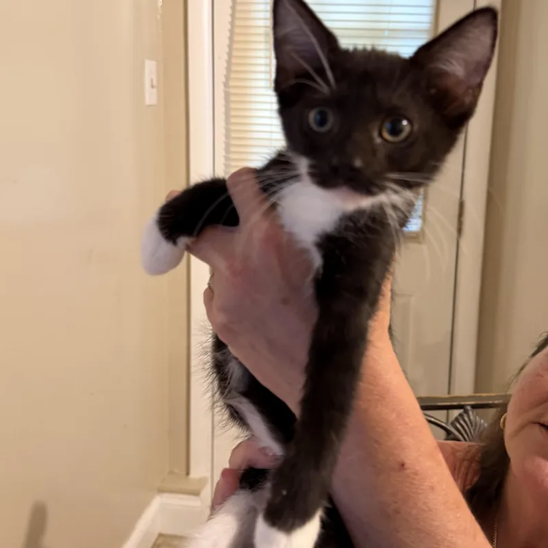 Hermione thumbnail 5