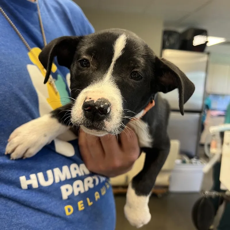 A baby small-sized female Black Australian Cattle Dog / Blue Heeler dog named Locket for adoption in Wilmington, DE