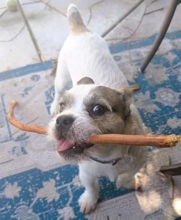 A young small-sized male White / Cream Parson Russell Terrier dog named Romeo for adoption in tracy, CA
