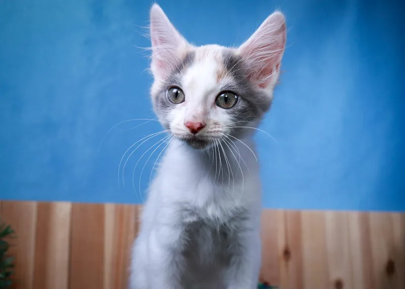 A baby small-sized female Dilute Calico cat named Coconut for adoption in Parker, TX