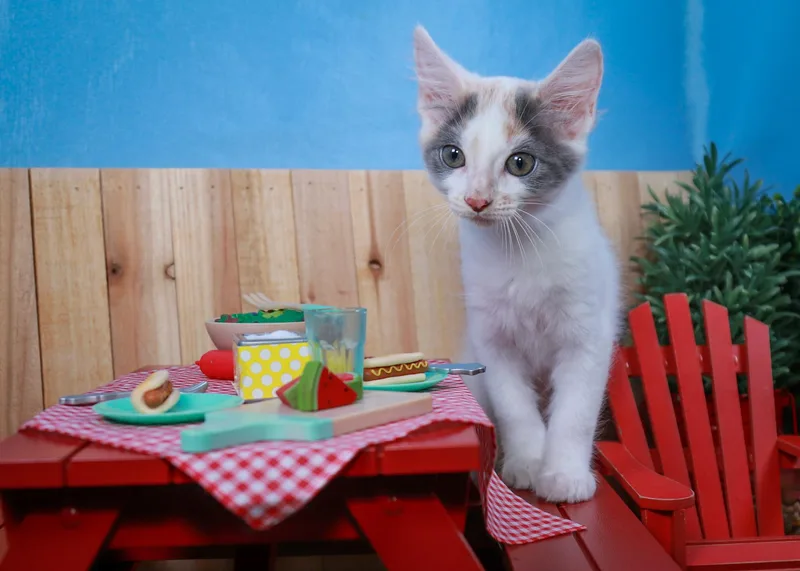 Coconut thumbnail 3