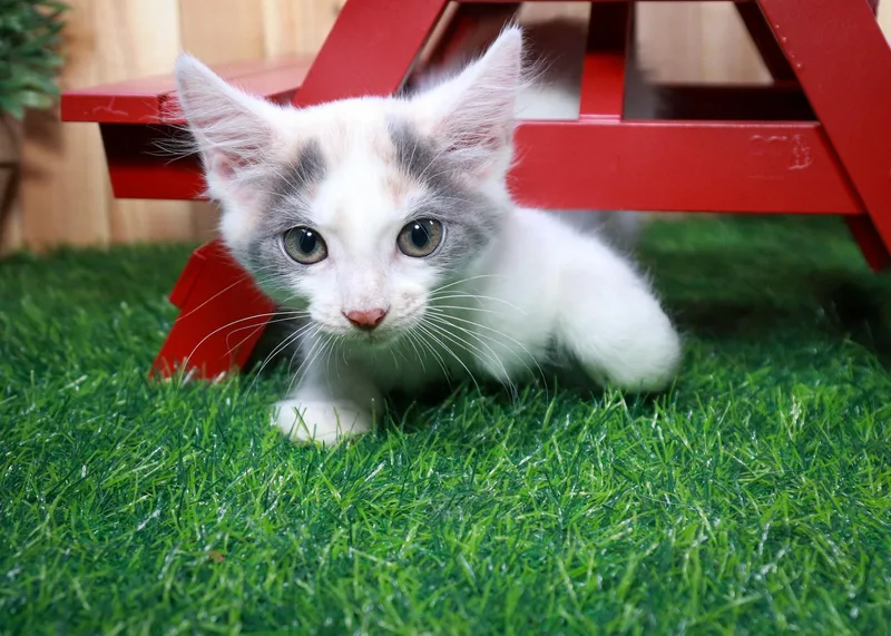 Coconut thumbnail 5