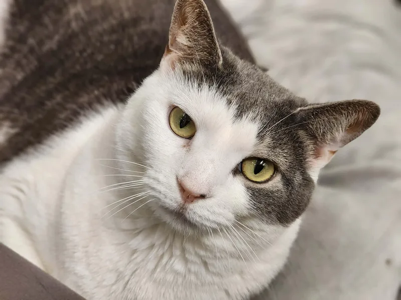 An adult medium-sized female Domestic Short Hair cat named Smokie for adoption in Sterling, VA