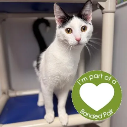 A young medium-sized male Domestic Short Hair cat named Kurro for adoption in Janesville, WI