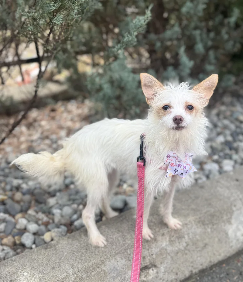 A young small-sized female Terrier dog named Mouse for adoption in lynnwood , WA