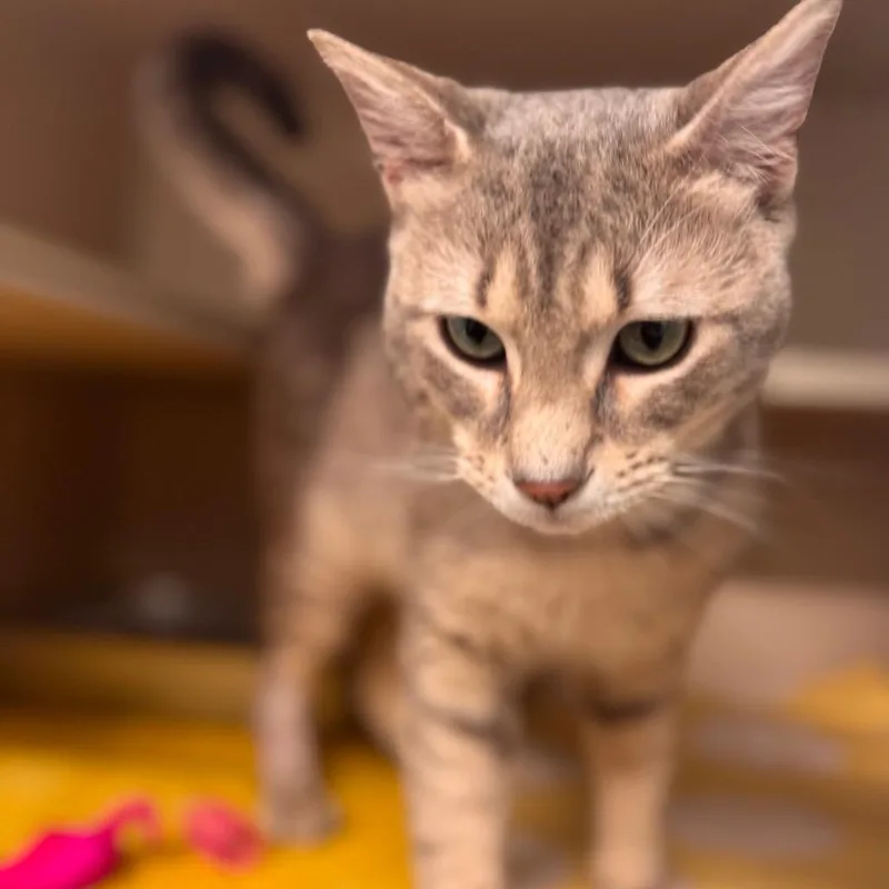 Gallivant thumbnail 2