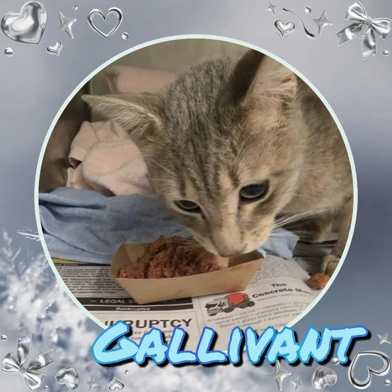 Gallivant thumbnail 3