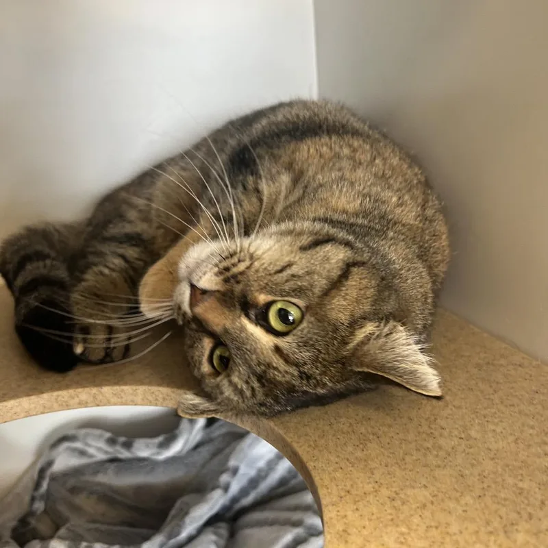 Cashmere thumbnail 2