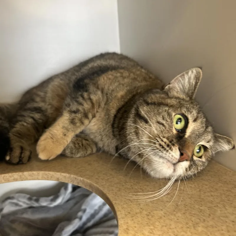 Cashmere thumbnail 3