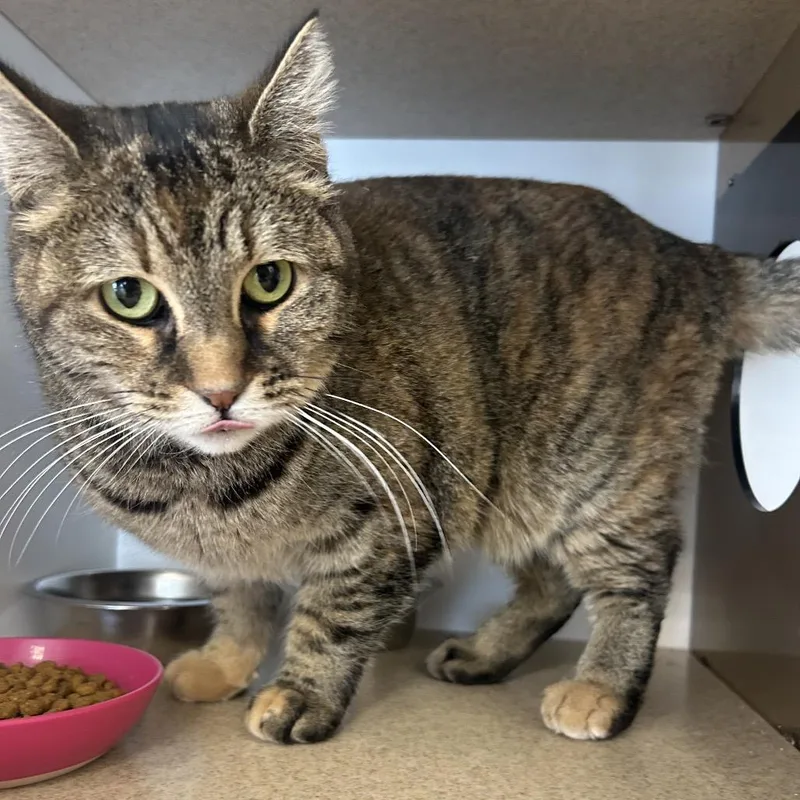 Cashmere thumbnail 4