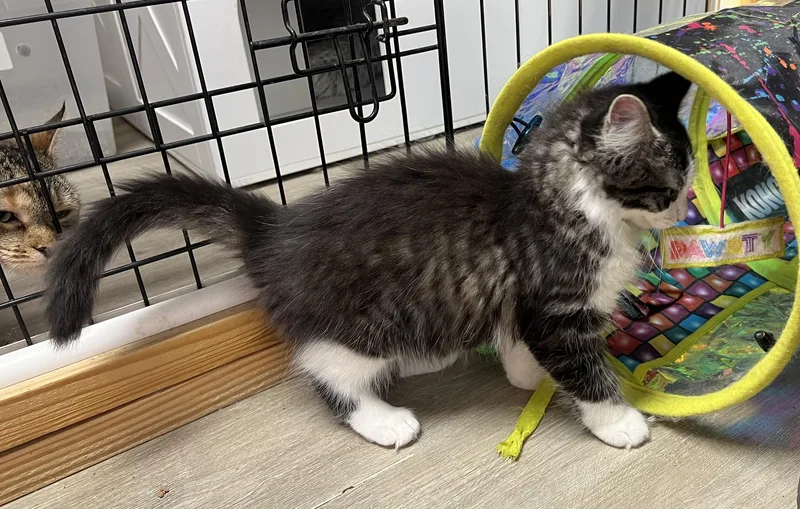 A young large-sized male Black & White / Tuxedo Domestic Long Hair cat named Monke for adoption in Knoxville, GA