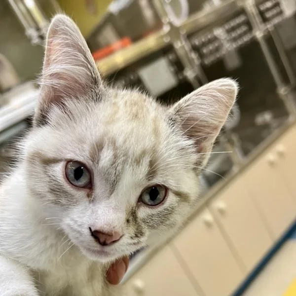 A baby small-sized male Domestic Short Hair cat named Benjamin for adoption in Sioux City, IA