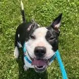 An adult medium-sized female Black Pit Bull Terrier dog named Spice for adoption in Hilliard, OH