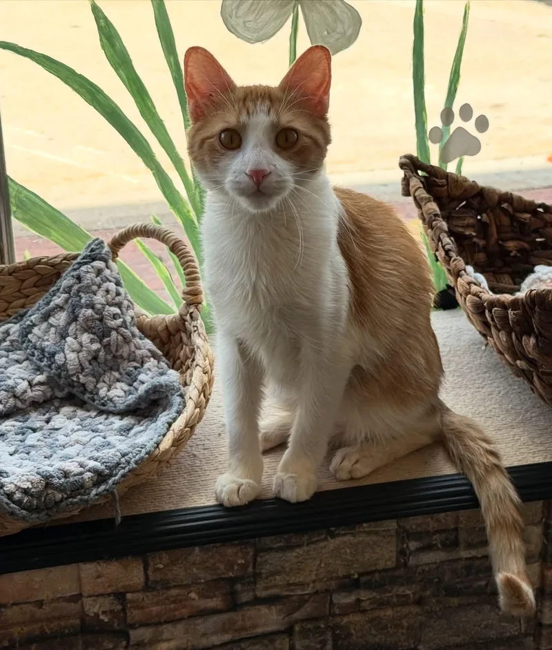 Ferdinand thumbnail 3